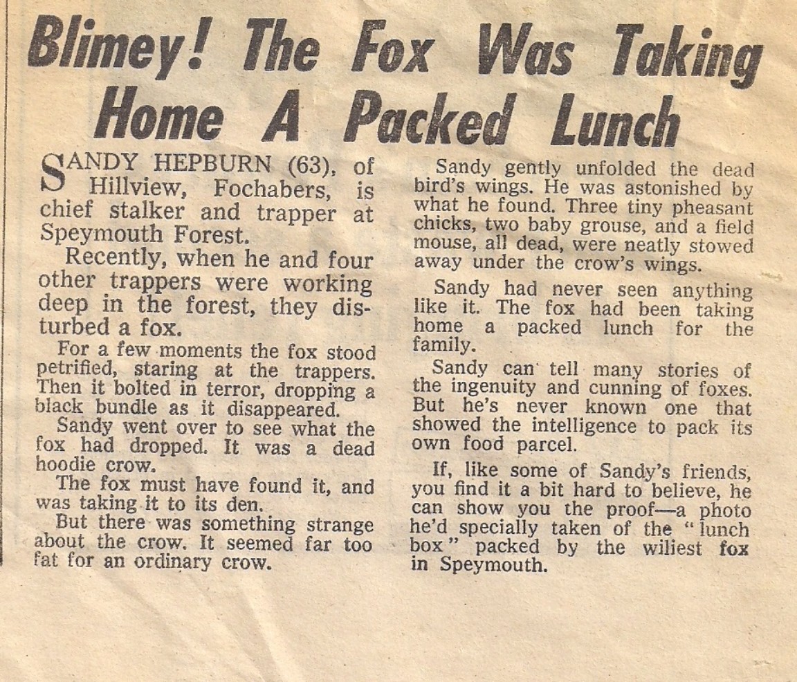 Fox with packed lunch