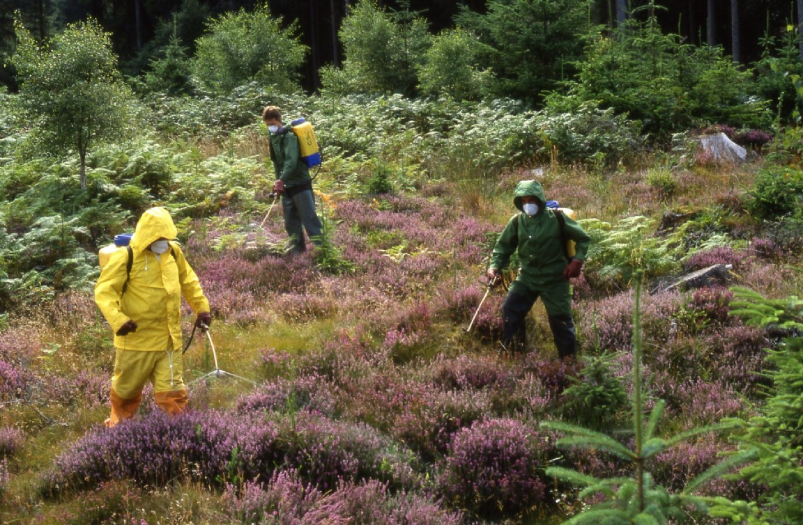 Spraying chemical on heather