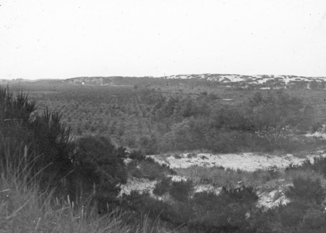 Culbin Forest Compartment 97