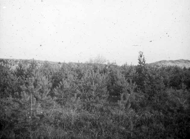 Culbin Forest Compartment 39