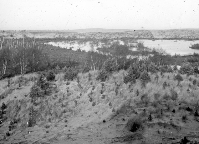 Culbin Forest Compartment 39