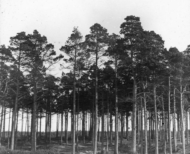 Culbin Forest Compartment 51