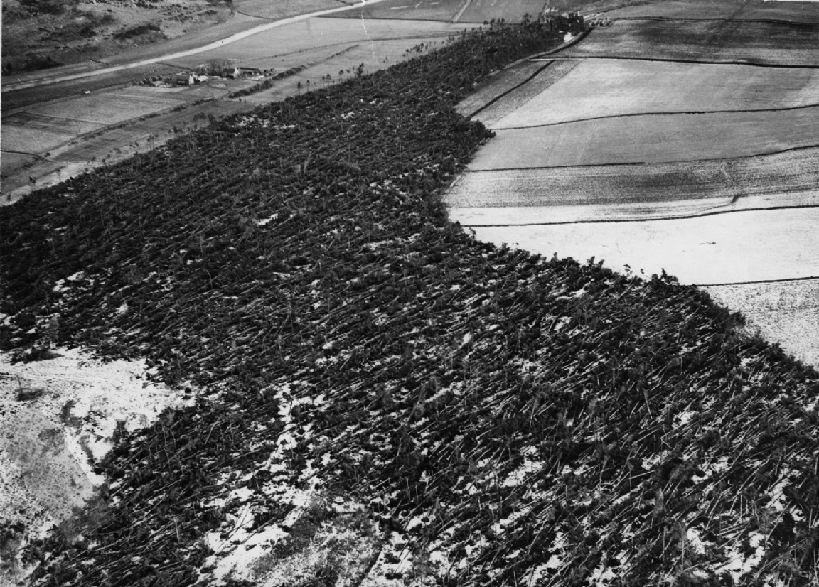 Haddo House Estate &mdash; Gale damage 1953