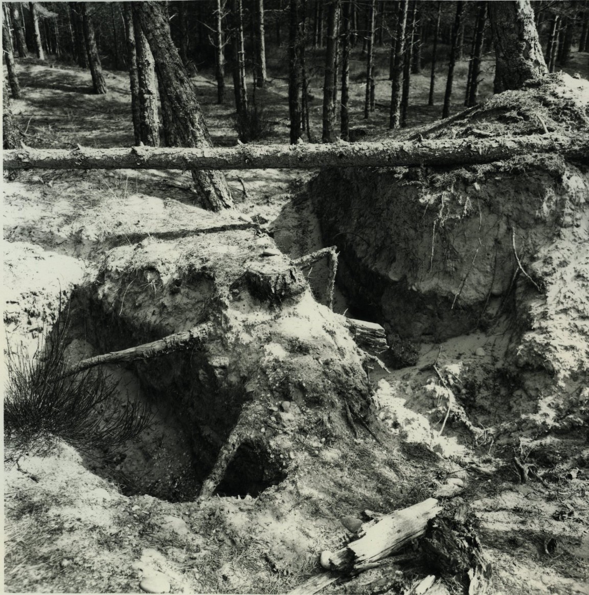 Culbin Forest &mdash; Soil or sand profile pit