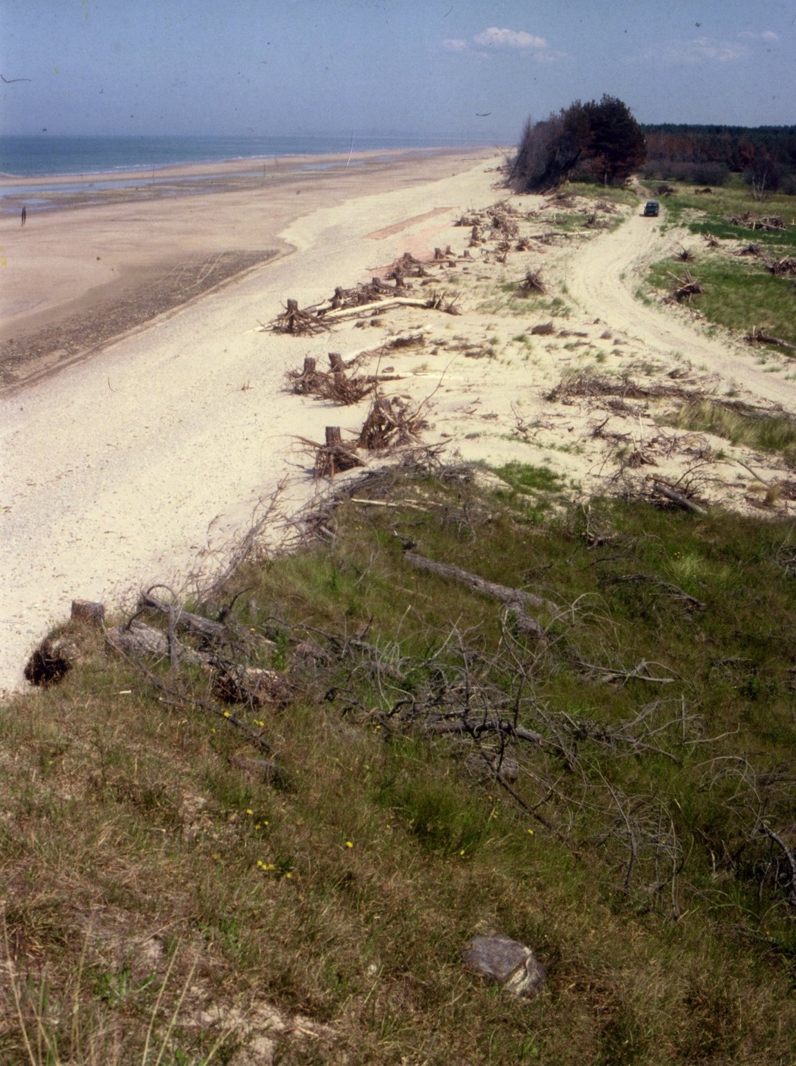 Cubin Forest &mdash; Sea erosion of sand dune
