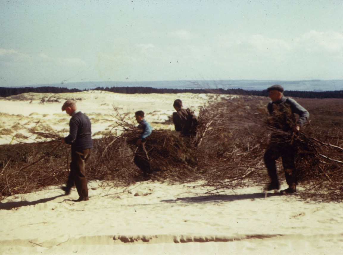 Thatching sand dunes in Culbin Forest