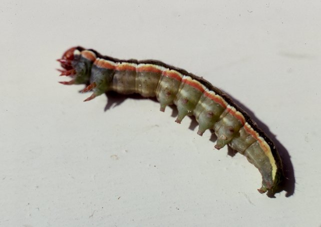 Pine Beauty (Panolis flammea) larva or caterpillar