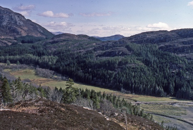 North Strome Forest 