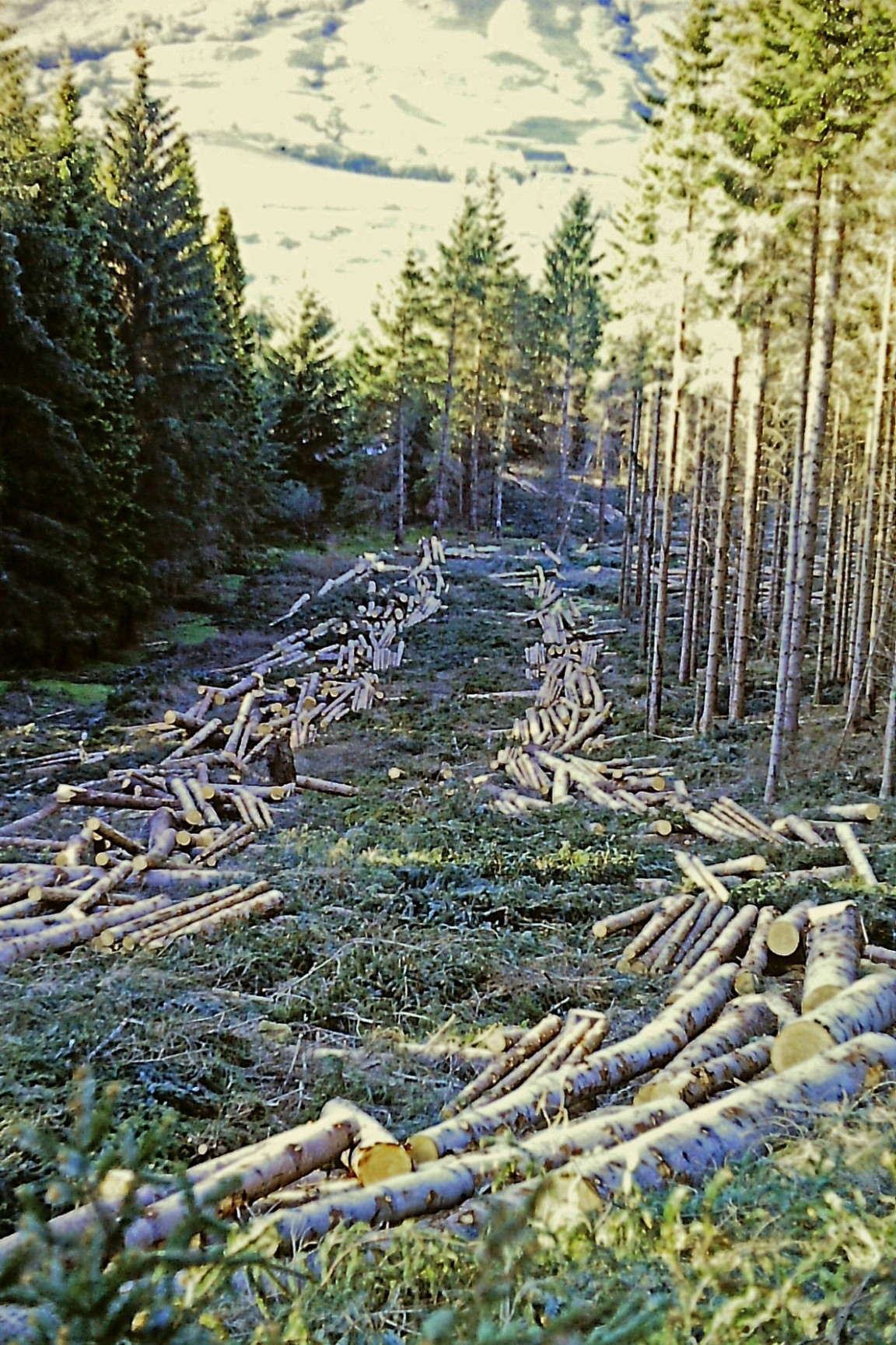 Organised Felling at Glenloy Forest