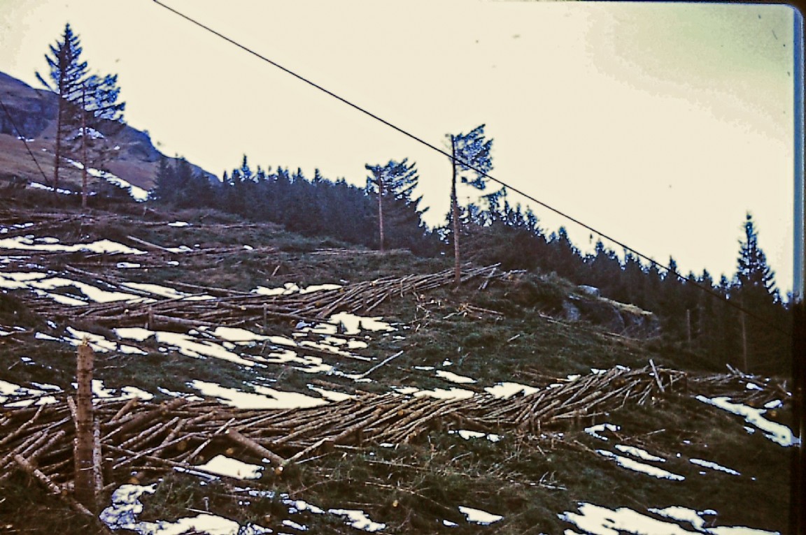 Organised Felling at Ardgartan Forest