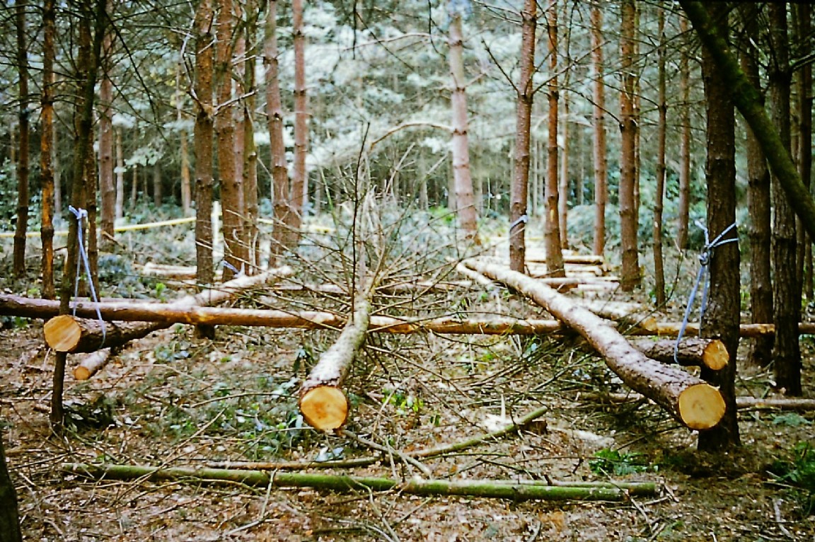 Organised thinning used Rope loop  - Glentress