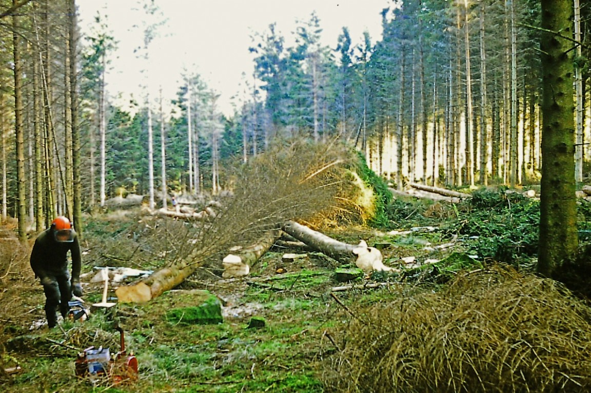 Organised felling at Kinnoir Forest, Huntly