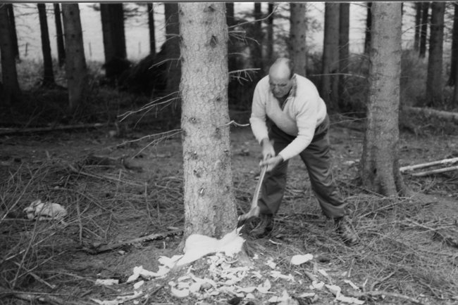 Demonstration of felling with axe and hand saw