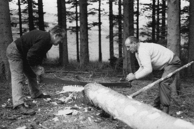 Demonstration of felling with axe and hand saw