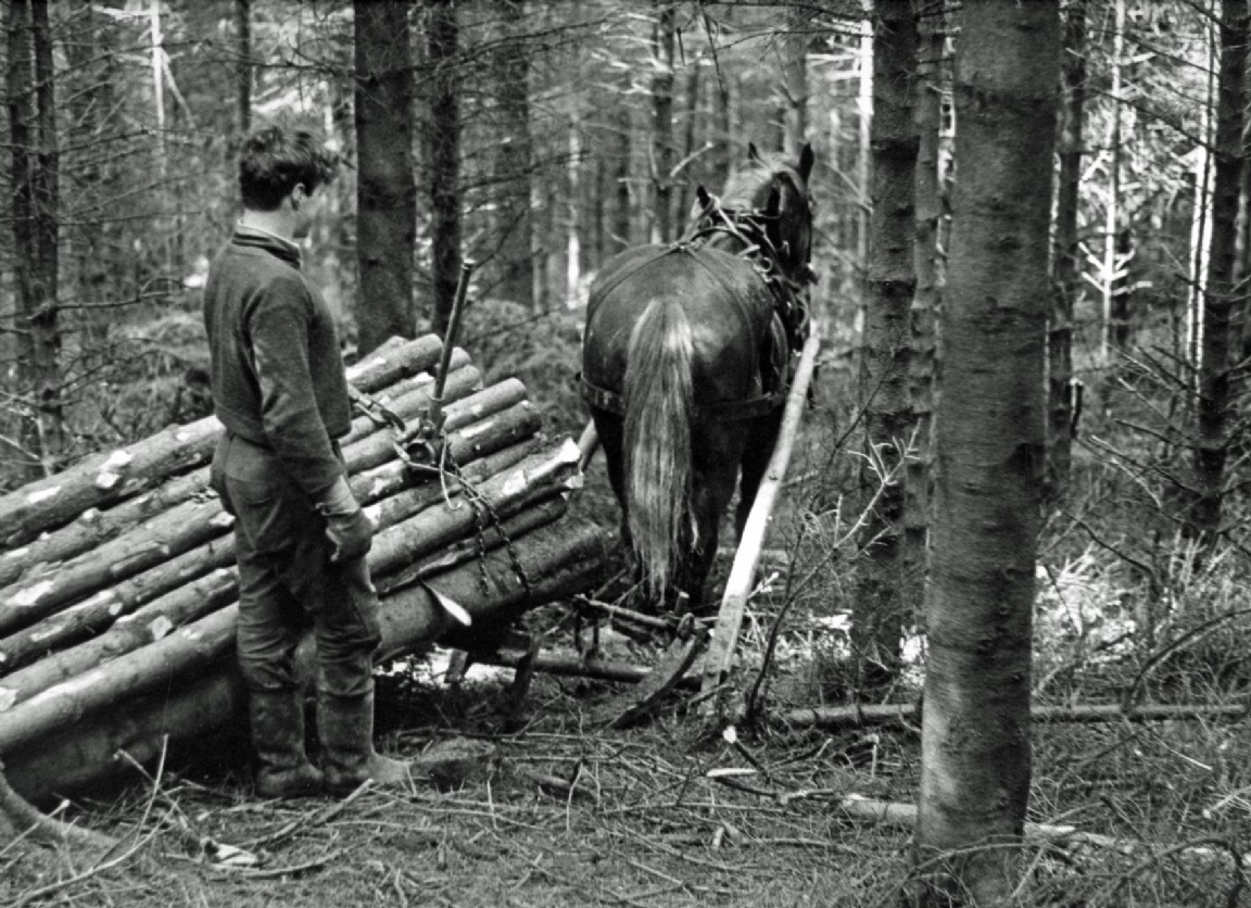 Extraction by horse and sledge.Unknown location