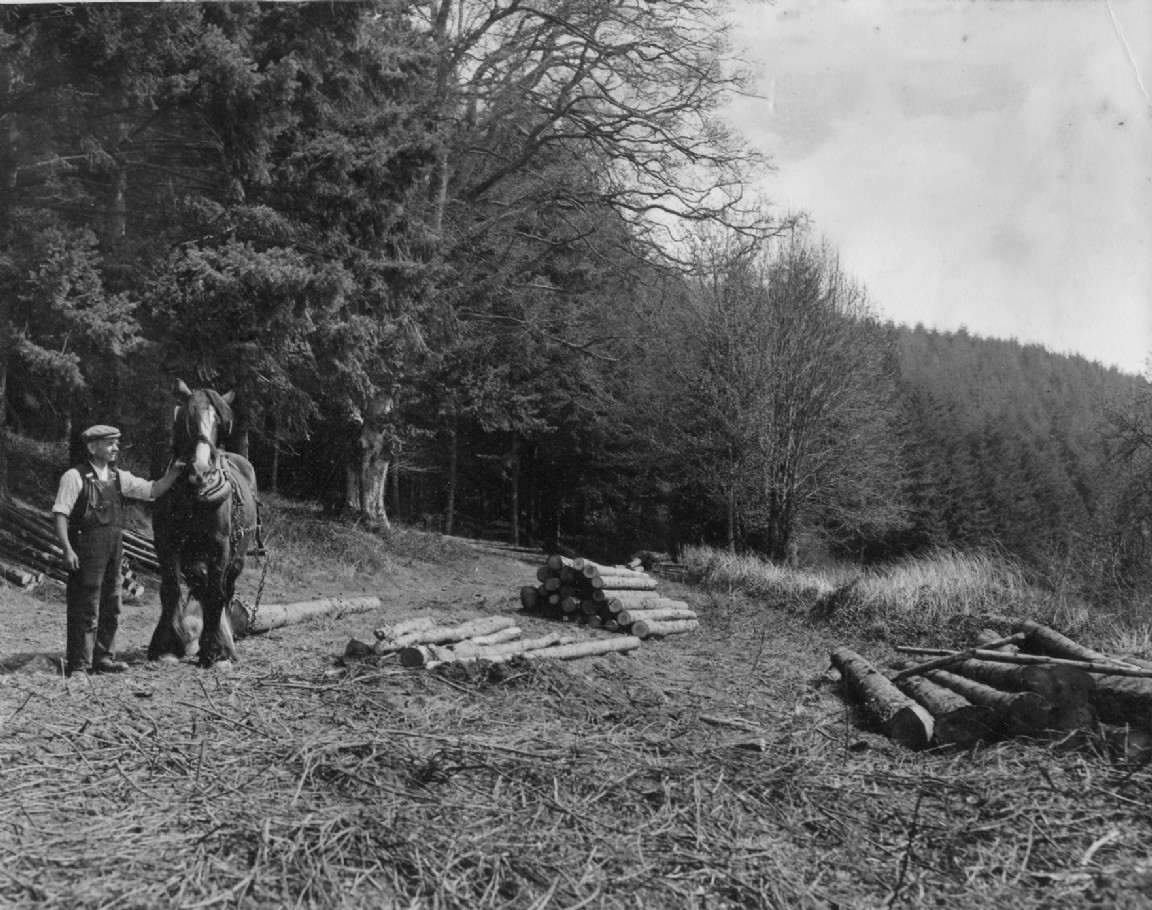 Horseman and horse dragging timber