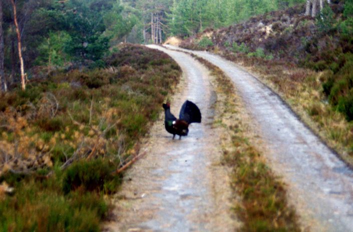 Glen Affric forest cock Capercailzie