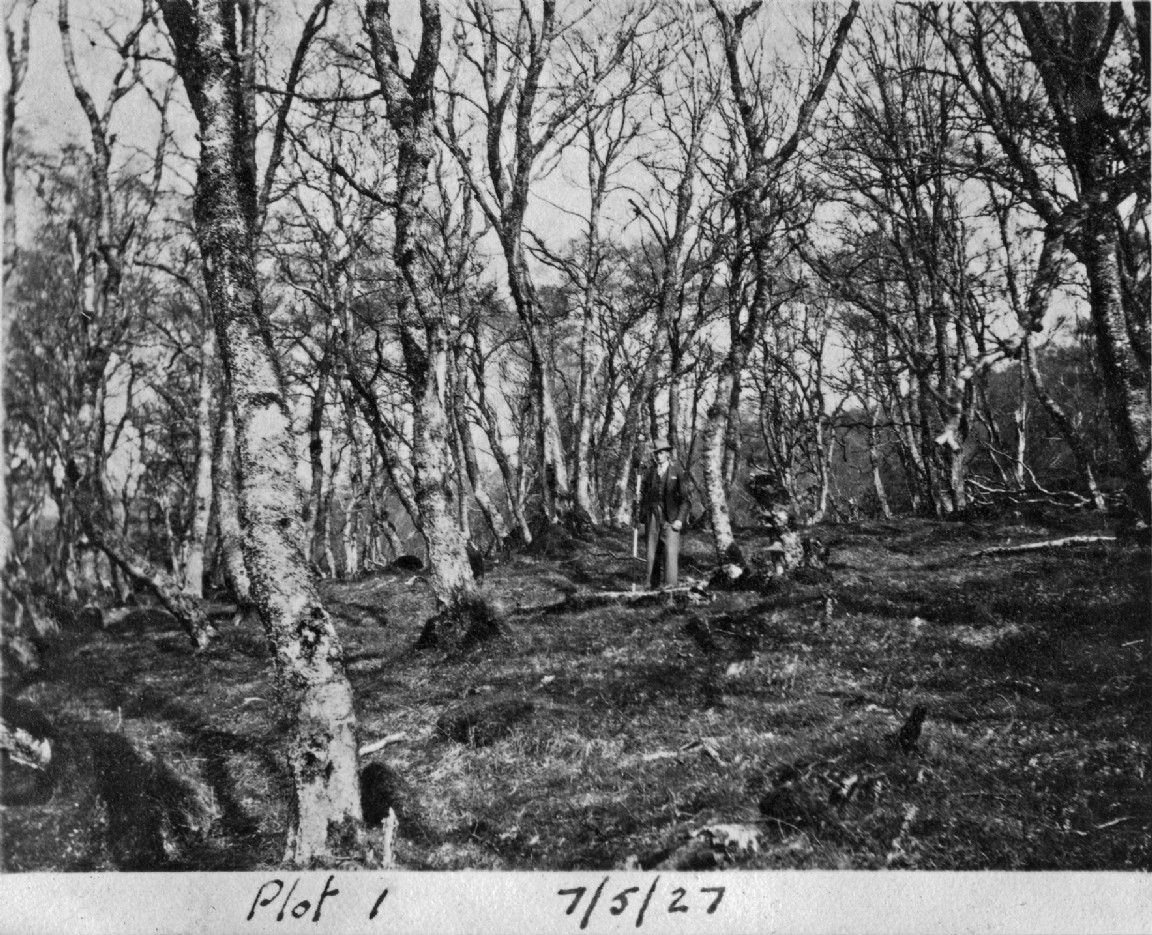 Photographs of Underplanting Experiment 1927-33