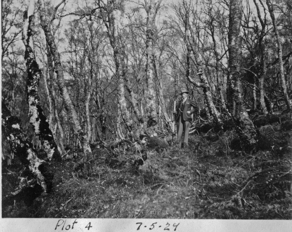 Photographs of Underplanting Experiment 1927-33