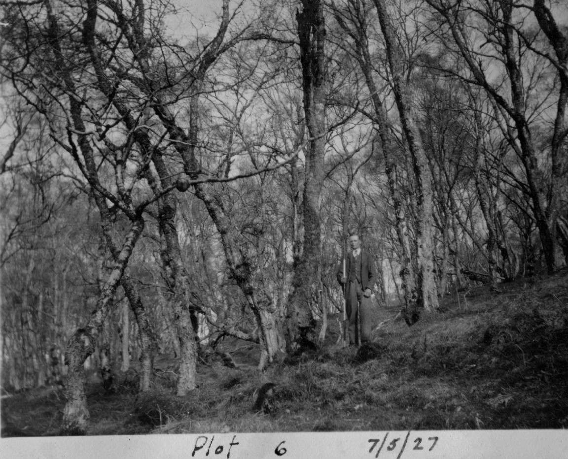 Photographs of Underplanting Experiment 1927-33