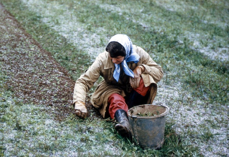Hand Weeding in Tree Nursery