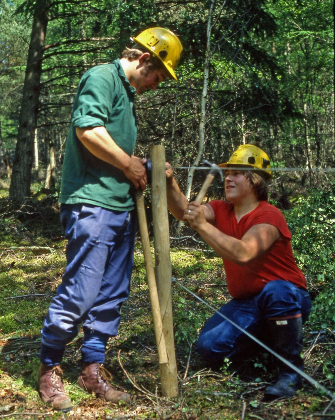 Fencing at Laigh of Moray Forest
