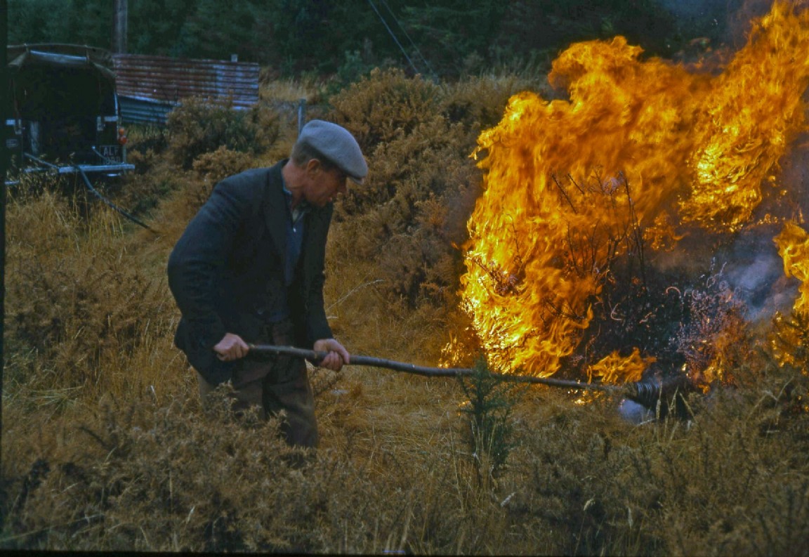 Controlled burning of area of Gorse