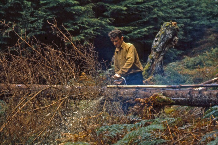 Crosscutting a tree using measuring stick
