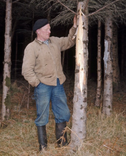 Deer damage to Norway spruce
