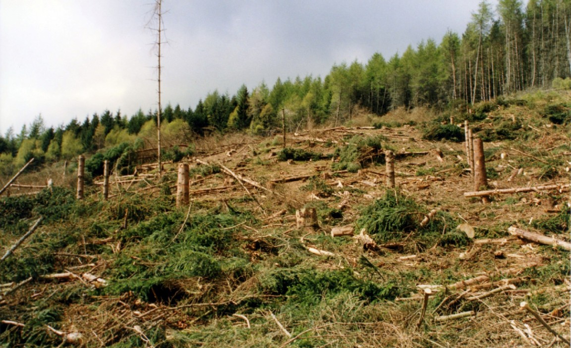 Felled area around badger sett