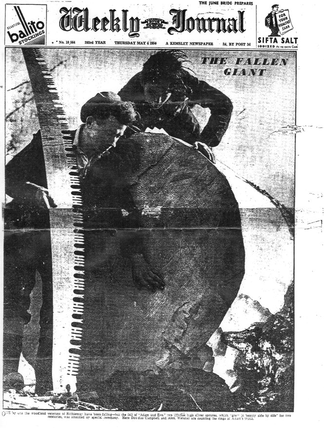 Felled 200 year old tree at Rothiemay