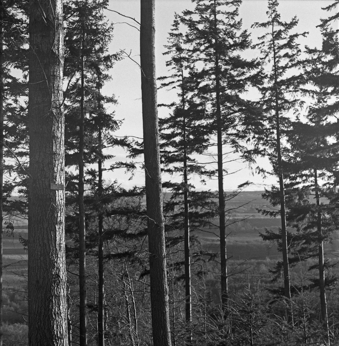 Douglas Fir in Monaughty Forest