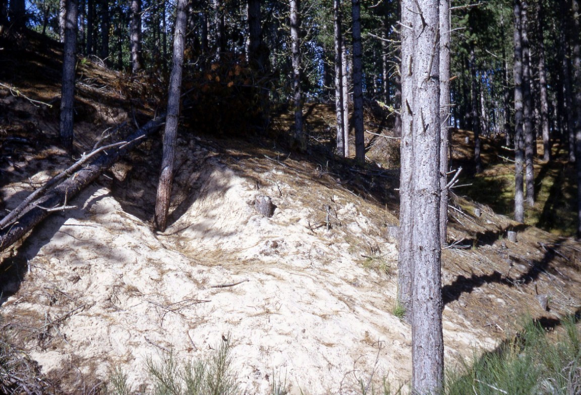 Culbin  Forest -Corsican Pine planted 1912