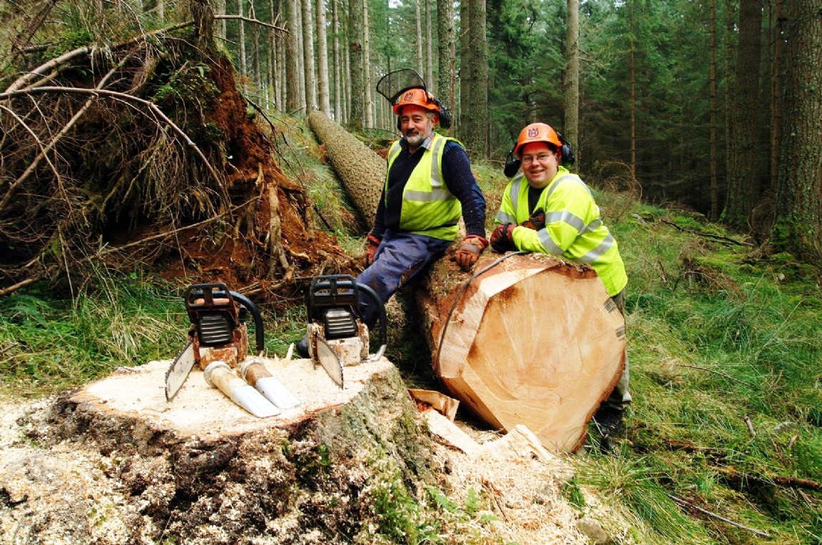 Felling trees for boat masts