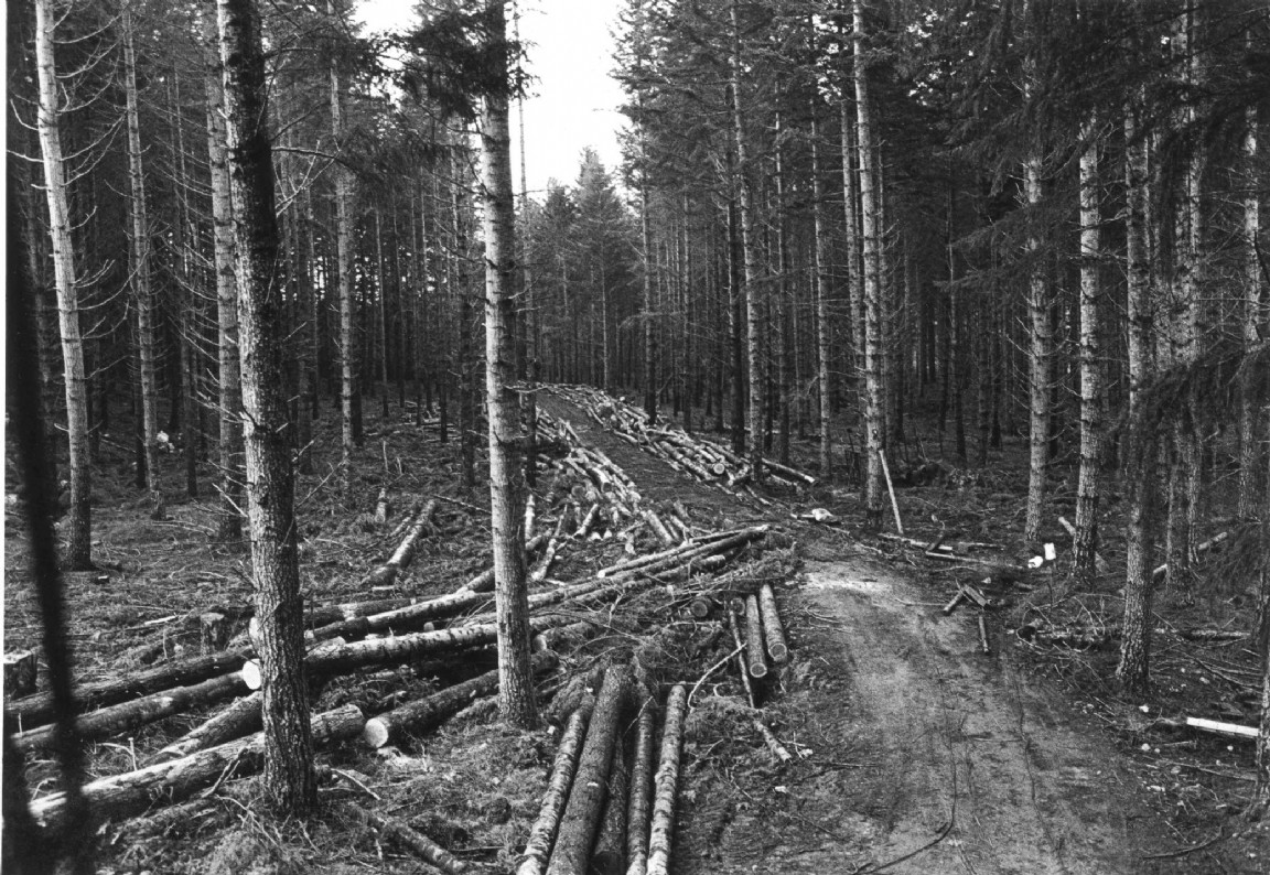 Extracted Douglas fir - Inchnacardoch Forest