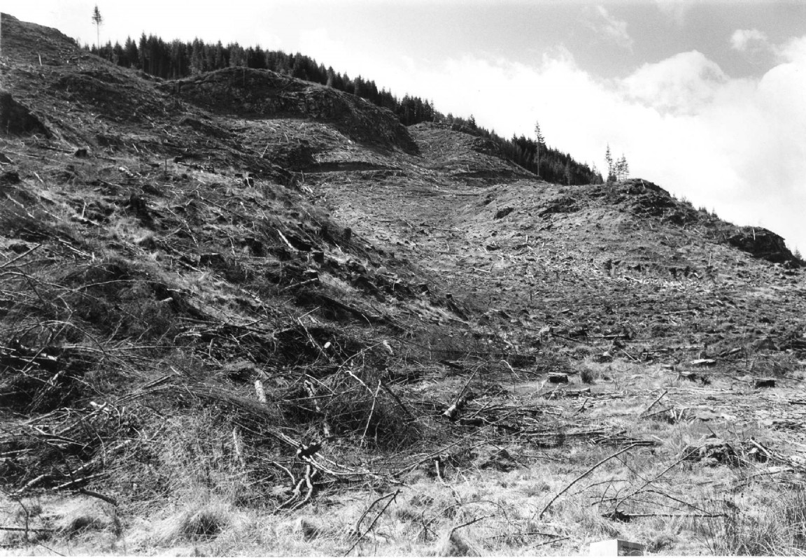 Clearfell at Dalcataig, Glenmoriston 