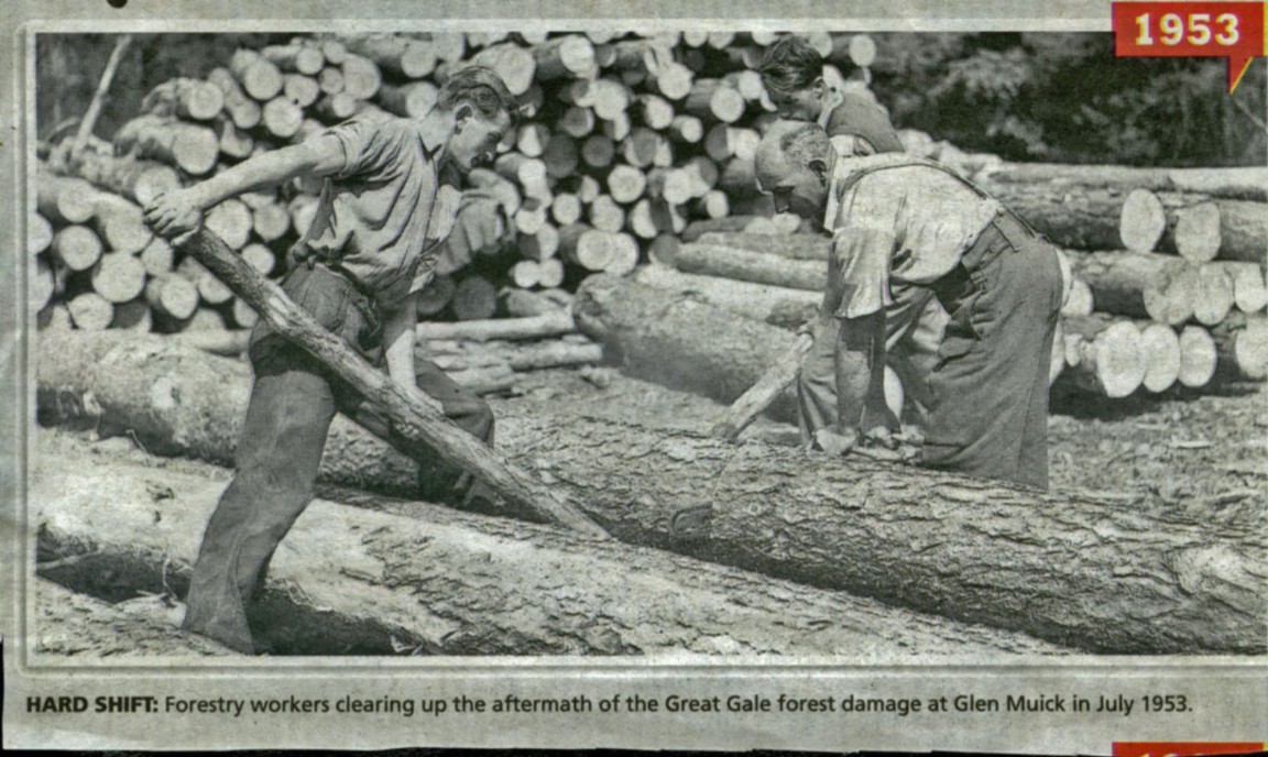 Hard work cross cutting pine in 1953