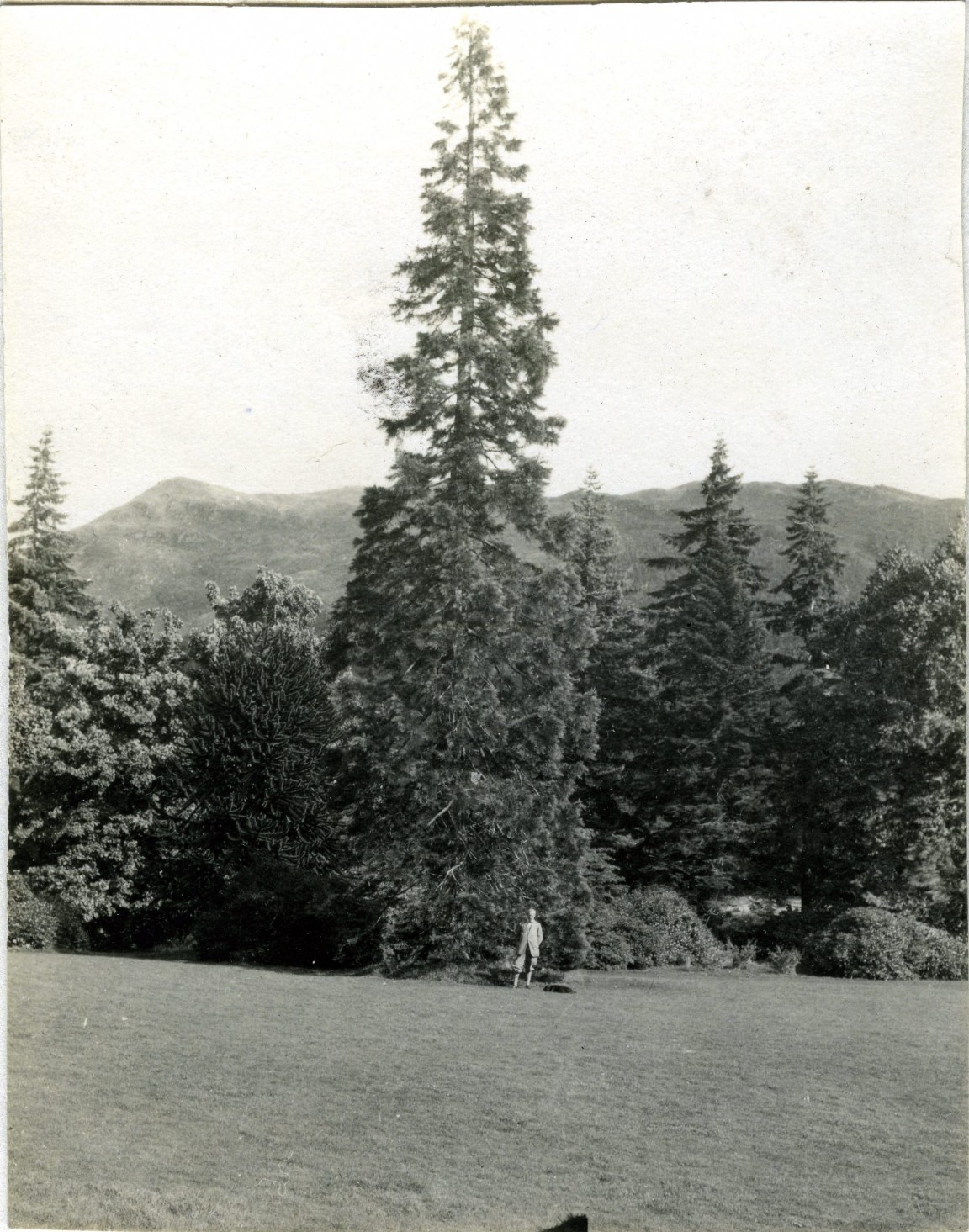  Mr Henry G Younger and Wellingtonia
