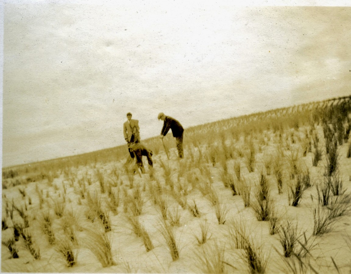 Culbin Forest  &mdash; Marram planting
