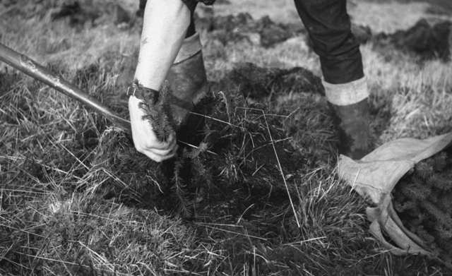 Benmore Forestry Student planting Sitka spruce