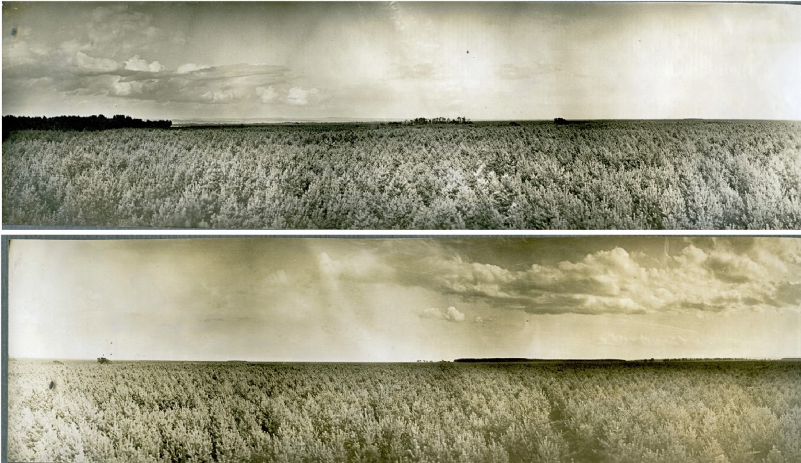 Tentsmuir Forest 1934