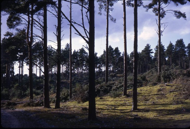 Culbin Forest Binsness