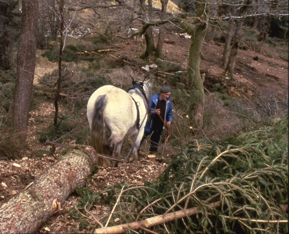 Horse Extraction in Argyllshire
