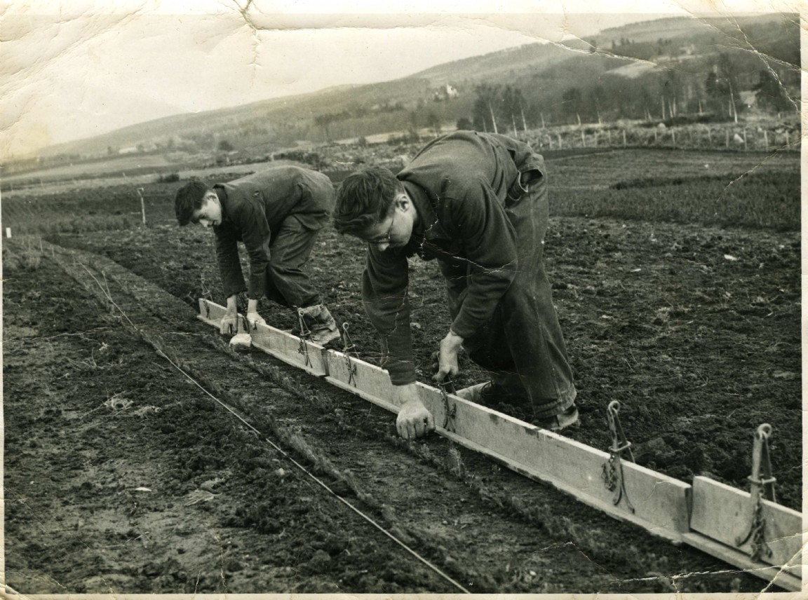 Lining out at Lower Nursery, Pitfichie Forest 