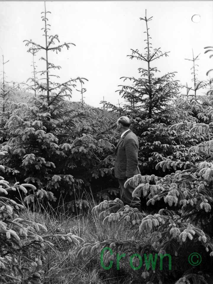 Minard Forest fertilising experiments