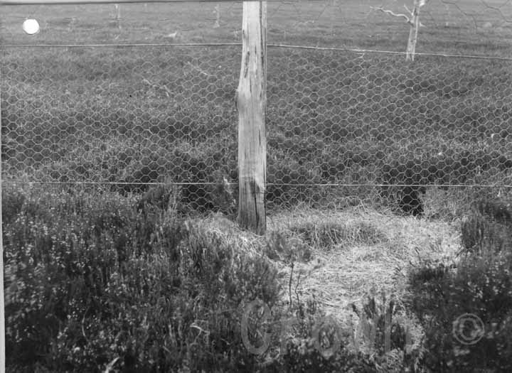 Teindland Forest &mdash; Experiment area