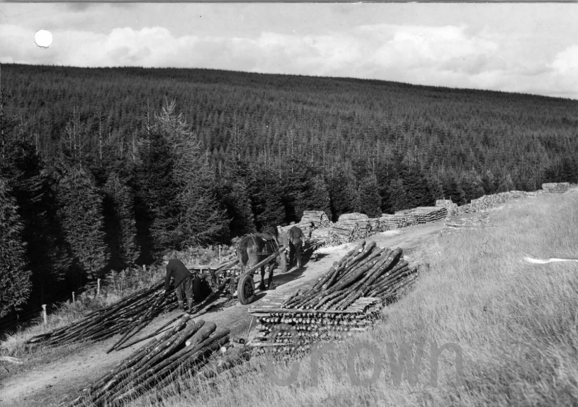 Ae Forest &mdash; harvesting first thinnings