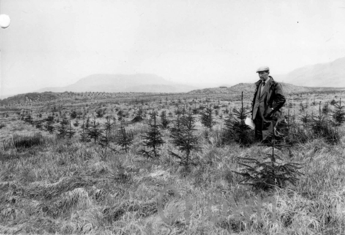 Dalbeattie Forest Sitka spruce trials