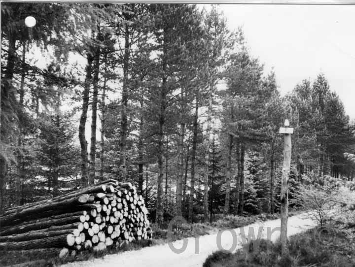 Loch Ossian Forest � Corrour Estate