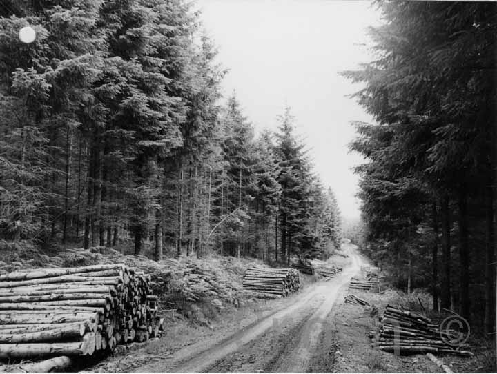 Glentress Forest &mdash; thinning at Cardrona 